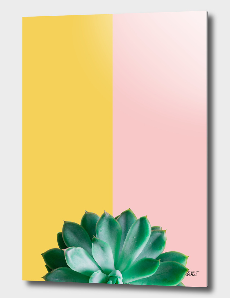 Two Tone Succulent