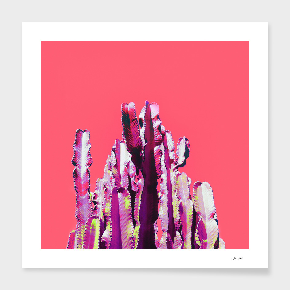 Majestic Cactus on Coral