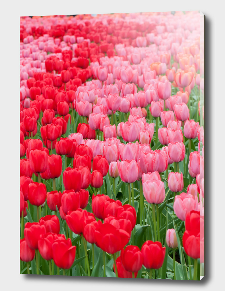 Flower beds of red and pink tulips