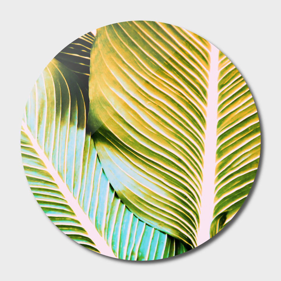 Tropical leaf detail