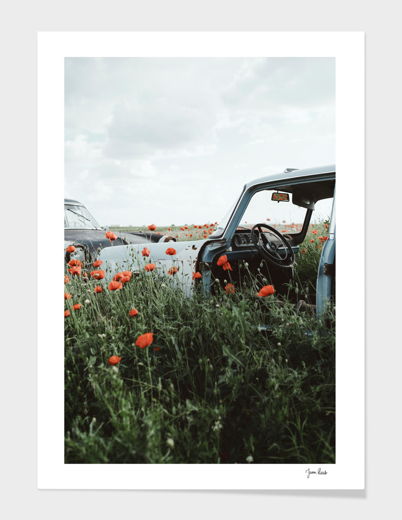 Old car in poppy field