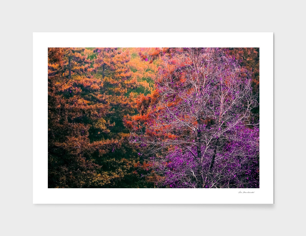autumn tree in the forest with purple and orange leaf