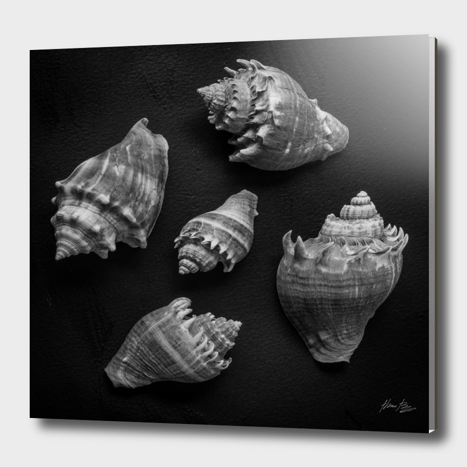 Seashell Study No.7
