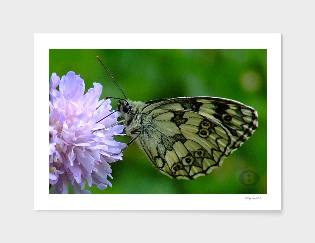 Butterfly on cornflower B1 by Banstolac