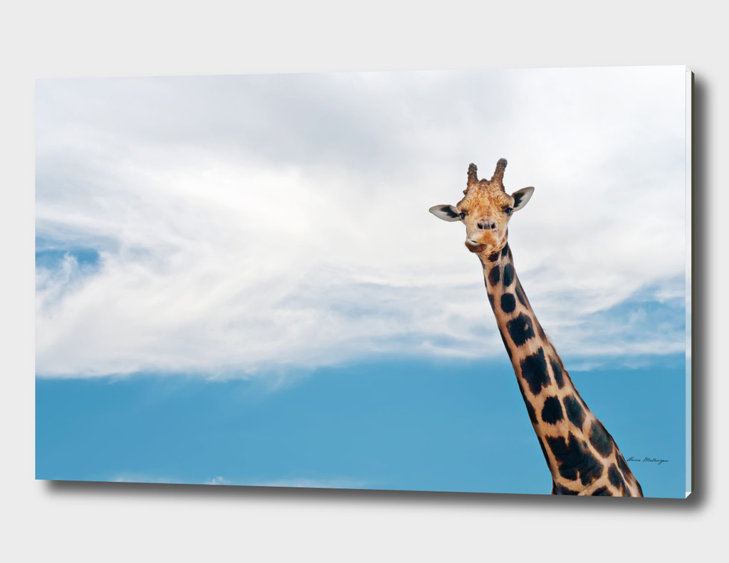Giraffe neck and head against the clear blue sky