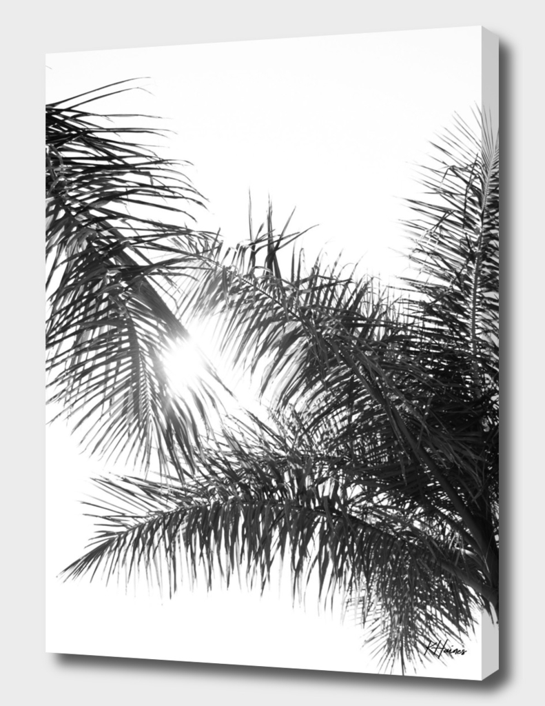 Black and White Palm Trees