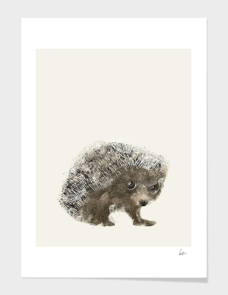little hedgehog