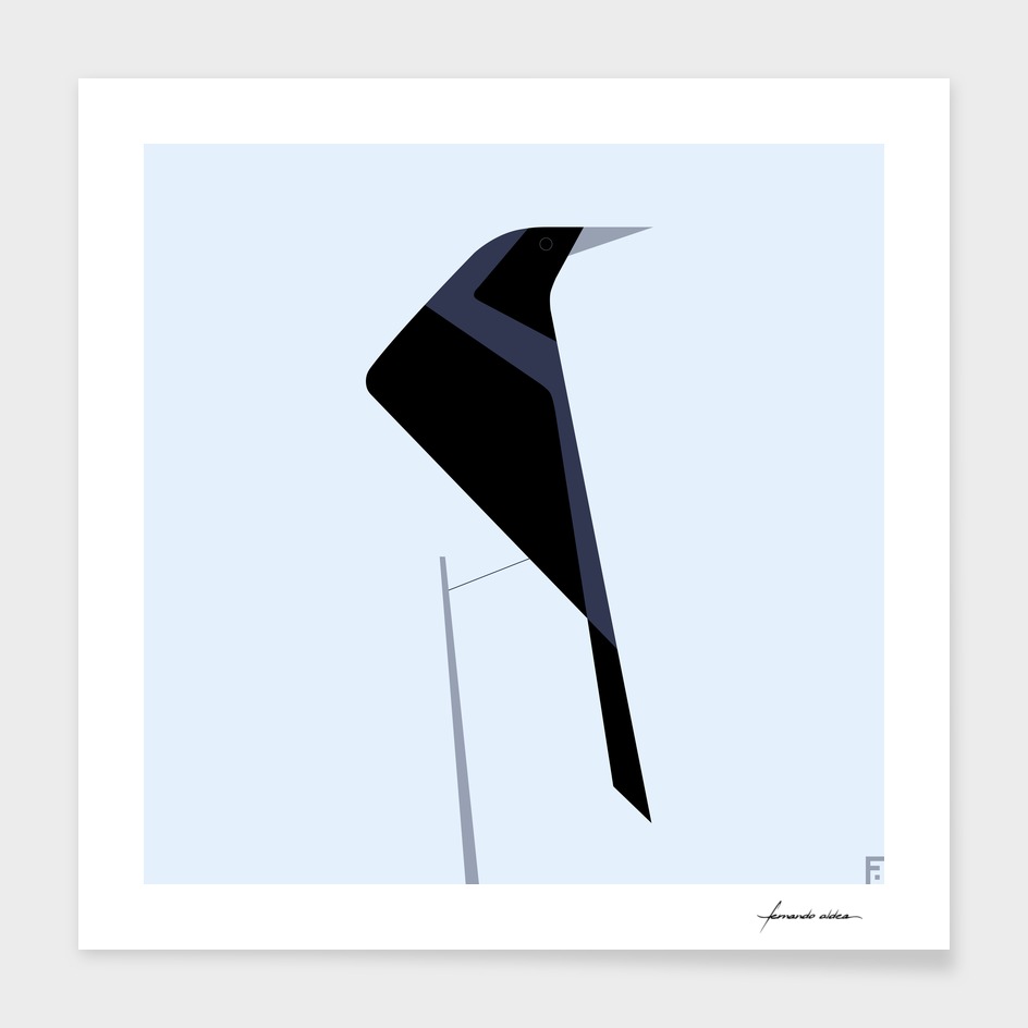 Tordo / Austral blackbird