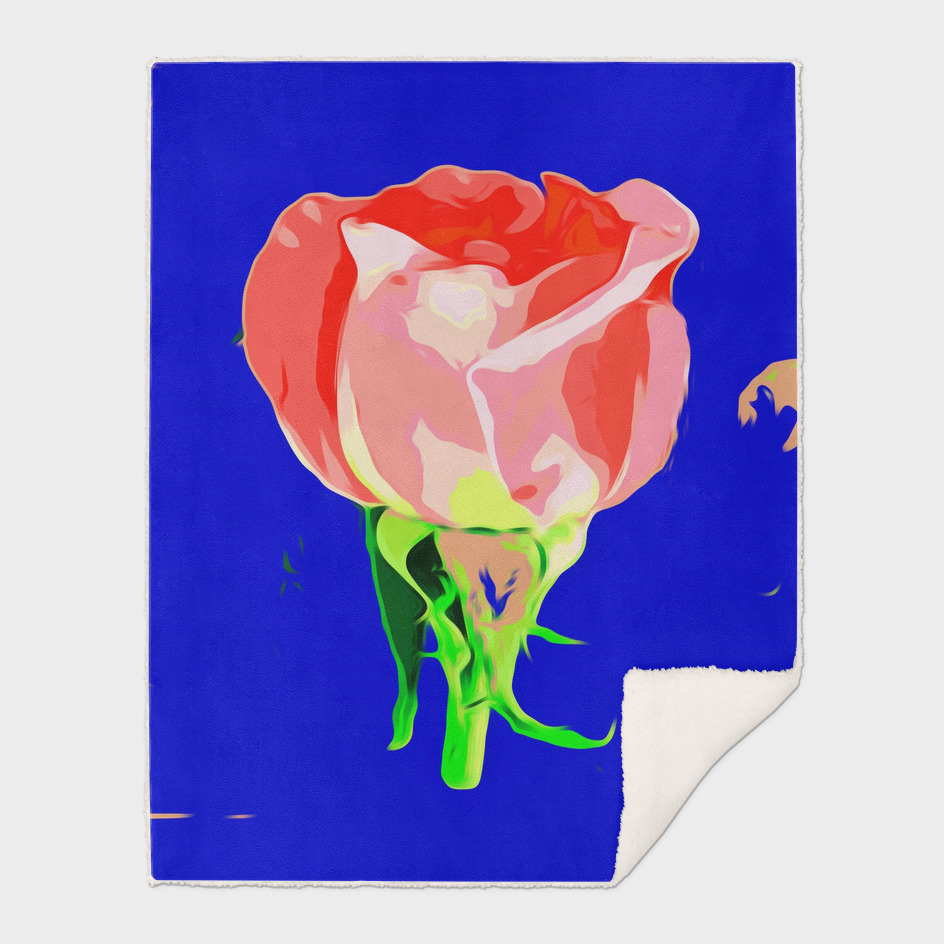 red rose with dark blue background