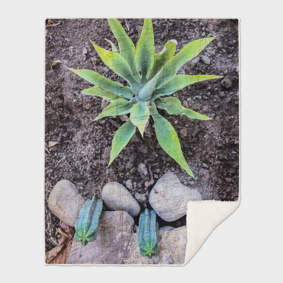 cactus with green leaves and stone on the ground