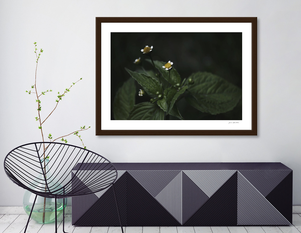 Black decor vs botanical art - Botanical Still Life Photography Chamomile Flowers Art print by ARTbyJWP | Curioos
