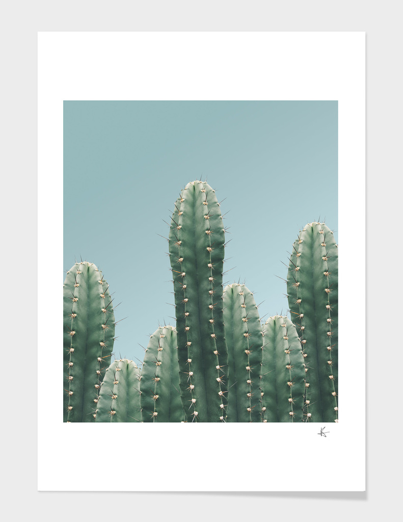 cactus the nature series