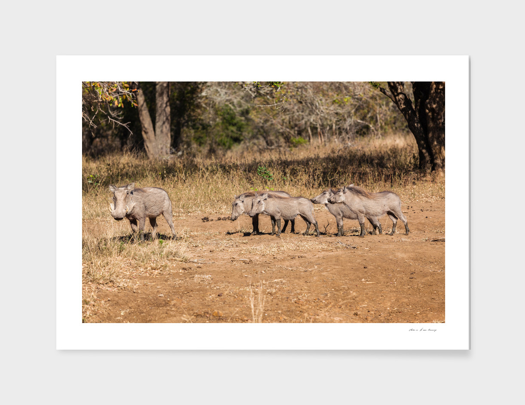 Wildlife Warthogs Litter